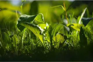 ESG Policy