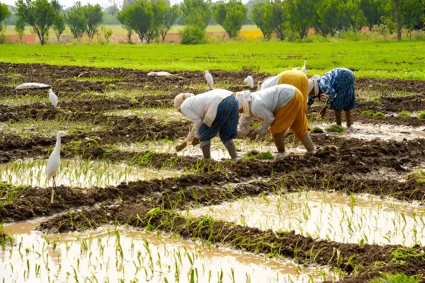 Empowering Local Producers
