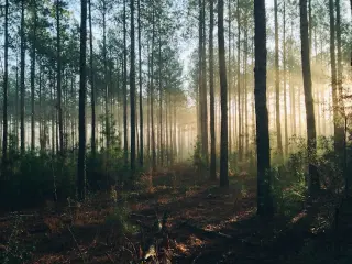 Aurillo – Verified Carbon Offsetting
