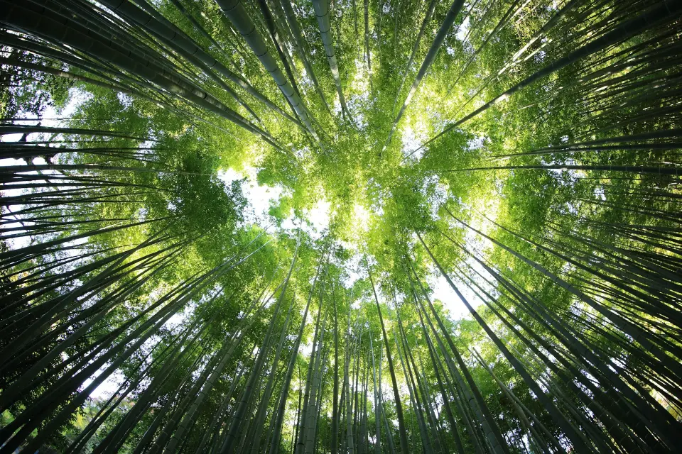 Sustainability and ESG at Aurillo Group